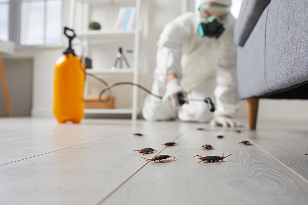 Commercial Rodent Management in Andrews